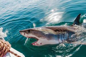 great white shark dangerous attacking risk concept, underwater creature photo