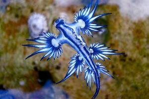 Underwater photo of sea slug, tiny creature, macro size