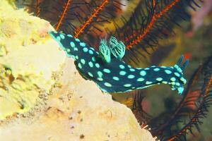 Underwater photo of sea slug, tiny creature, macro size