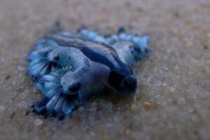 Underwater photo of sea slug, tiny creature, macro size