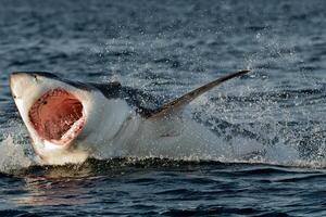 great white shark dangerous attacking risk concept, underwater creature photo