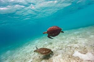 carey mar Tortuga en el azul océano, submarino criatura foto