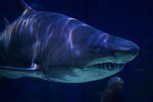 great white shark dangerous attacking risk concept, underwater creature photo