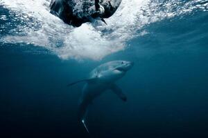 great white shark dangerous attacking risk concept, underwater creature photo