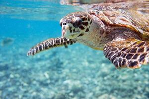 Hawksbill sea turtle in the blue ocean, underwater creature photo