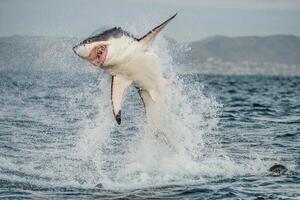 great white shark dangerous attacking risk concept, underwater creature photo