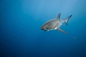 great white shark dangerous attacking risk concept, underwater creature photo