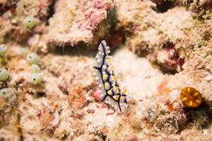 Underwater photo of sea slug, tiny creature, macro size