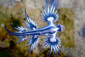 Underwater photo of sea slug, tiny creature, macro size