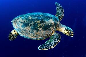 Hawksbill sea turtle in the blue ocean, underwater creature photo