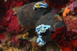 Underwater photo of sea slug, tiny creature, macro size