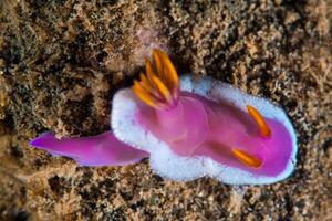 Underwater photo of sea slug, tiny creature, macro size