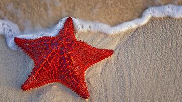 sea star or starfish Oreaster reticulatus on a sandy seabed photo