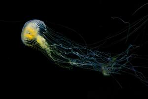 jellyfish with tentacles swimming in the water with a dark blue background, underwater creature photo