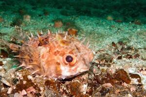 Inflated puffer fish, Porcupine fish like a balloon. Scared pufferfish closeup. Underwater photography photo