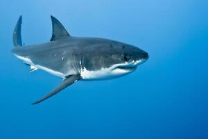 great white shark dangerous attacking risk concept, underwater creature photo