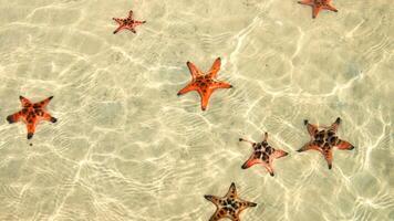 sea star or starfish Oreaster reticulatus on a sandy seabed photo