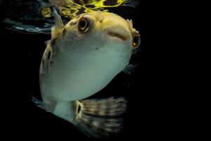 Inflated puffer fish, Porcupine fish like a balloon. Scared pufferfish closeup. Underwater photography photo