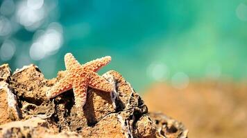 sea star or starfish Oreaster reticulatus on a sandy seabed photo