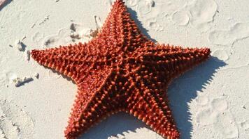 sea star or starfish Oreaster reticulatus on a sandy seabed photo