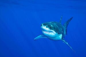 great white shark dangerous attacking risk concept, underwater creature photo