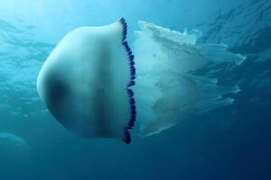 jellyfish with tentacles swimming in the water with a dark blue background, underwater creature photo