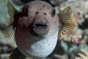 Inflated puffer fish, Porcupine fish like a balloon. Scared pufferfish closeup. Underwater photography photo