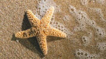 sea star or starfish Oreaster reticulatus on a sandy seabed photo