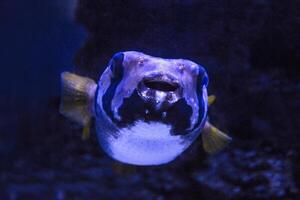 inflado fumador pez, puerco espín pescado me gusta un globo. asustado pez globo de cerca. submarino fotografía foto