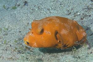 Inflated puffer fish, Porcupine fish like a balloon. Scared pufferfish closeup. Underwater photography photo