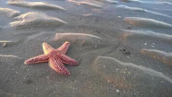 sea star or starfish Oreaster reticulatus on a sandy seabed photo