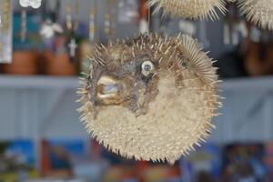 Inflated puffer fish, Porcupine fish like a balloon. Scared pufferfish closeup. Underwater photography photo