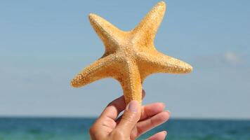 sea star or starfish Oreaster reticulatus on a sandy seabed photo