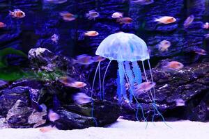 jellyfish with tentacles swimming in the water with a dark blue background, underwater creature photo