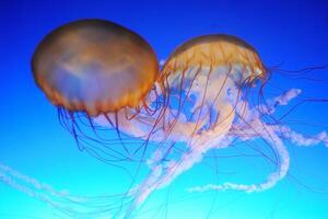 jellyfish with tentacles swimming in the water with a dark blue background, underwater creature photo