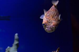 Inflated puffer fish, Porcupine fish like a balloon. Scared pufferfish closeup. Underwater photography photo