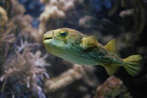 Inflated puffer fish, Porcupine fish like a balloon. Scared pufferfish closeup. Underwater photography photo