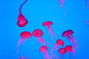 jellyfish with tentacles swimming in the water with a dark blue background, underwater creature photo