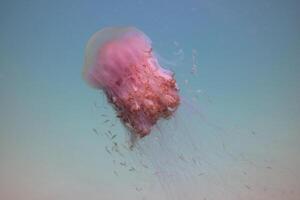 jellyfish with tentacles swimming in the water with a dark blue background, underwater creature photo