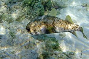 Inflated puffer fish, Porcupine fish like a balloon. Scared pufferfish closeup. Underwater photography photo