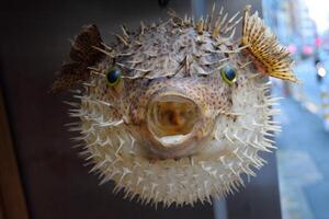 Inflated puffer fish, Porcupine fish like a balloon. Scared pufferfish closeup. Underwater photography photo