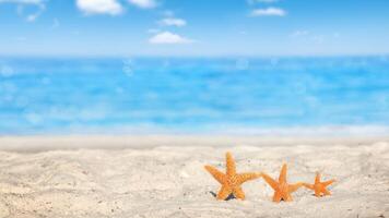 sea star or starfish Oreaster reticulatus on a sandy seabed photo