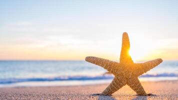 sea star or starfish Oreaster reticulatus on a sandy seabed photo