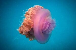 jellyfish with tentacles swimming in the water with a dark blue background, underwater creature photo