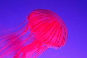 jellyfish with tentacles swimming in the water with a dark blue background, underwater creature photo