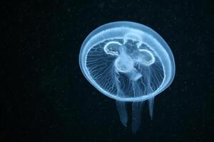 jellyfish with tentacles swimming in the water with a dark blue background, underwater creature photo