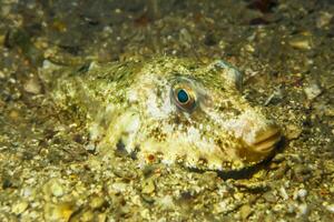 Inflated puffer fish, Porcupine fish like a balloon. Scared pufferfish closeup. Underwater photography photo