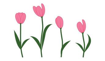 Branches of tulip flowers and green leaves. Bouquet of red tulips isolated. Floral design. Greeting card template. vector