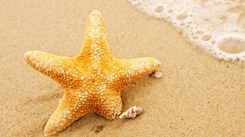 sea star or starfish Oreaster reticulatus on a sandy seabed photo