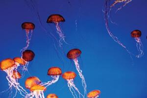 jellyfish with tentacles swimming in the water with a dark blue background, underwater creature photo